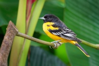 Trupial baltimorsky - Icterus galbula - Baltimore Oriole o1647